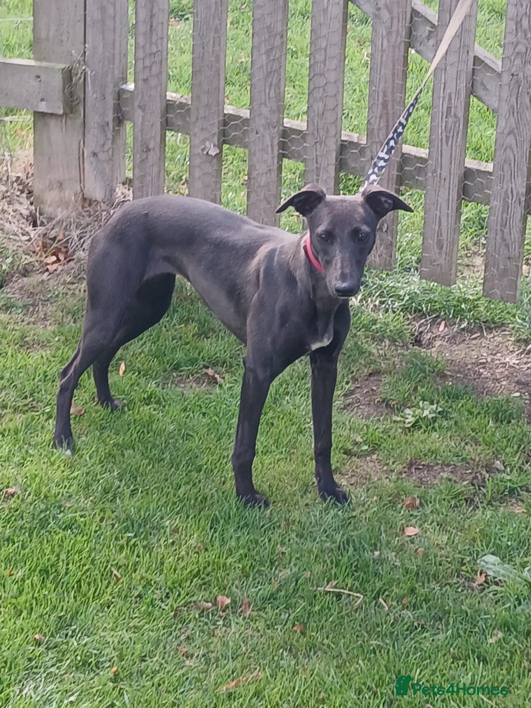 Whippet dogs for sale: Whippet bitch 8 months old  - Image 2