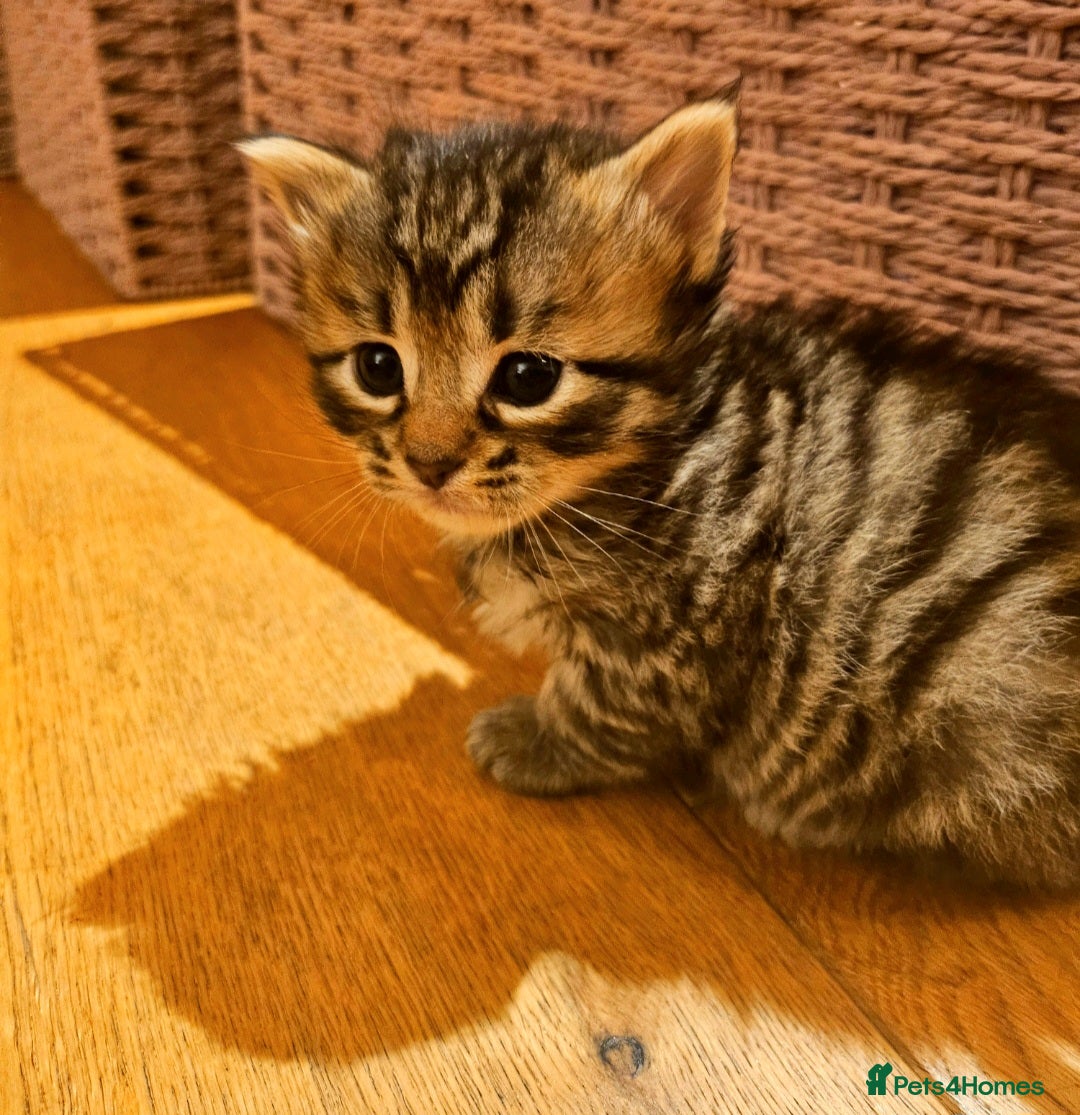 Mixed Breed cats for sale: Elven Bengal Mixes - Advert 36