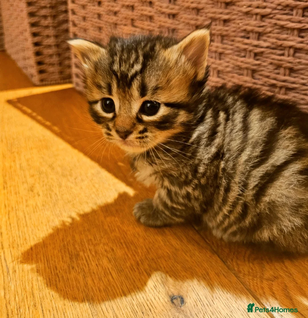 Mixed Breed cats for sale: Elven Bengal Mixes - Advert 36