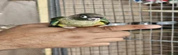 Conures birds for sale: Green cheek conure - Advert 6