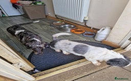 Doxiepoo dogs for sale: Doxiepoo - Advert 2