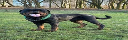 Rottweiler dogs for stud: Black Trovants Champion bloodline Rottweiler stud - Advert 14
