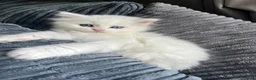 Ragdoll cats for sale: Very unique ragdoll x chinchilla Persian  - Advert 4