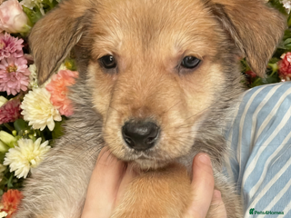 Mixed Breed dogs 4 belgian malinois mix cross German shepherd - Advert 3