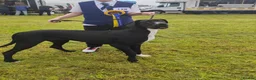 Great Dane dogs for sale: Great Dane Puppies in Londonderry - Advert 10