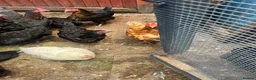 Chickens poultry for sale: Laying hens in Leighton Buzzard - Advert 4