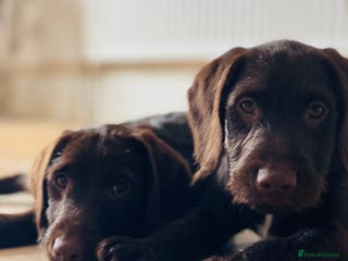 Mixed Breed dogs Gorgeous dogs, amazing pets & great temperaments! - Advert 6