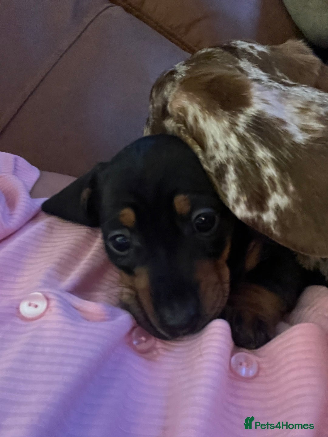 Miniature Dachshund dogs for sale: One beautiful Beautiful girl left  💜🐶  - Image 10