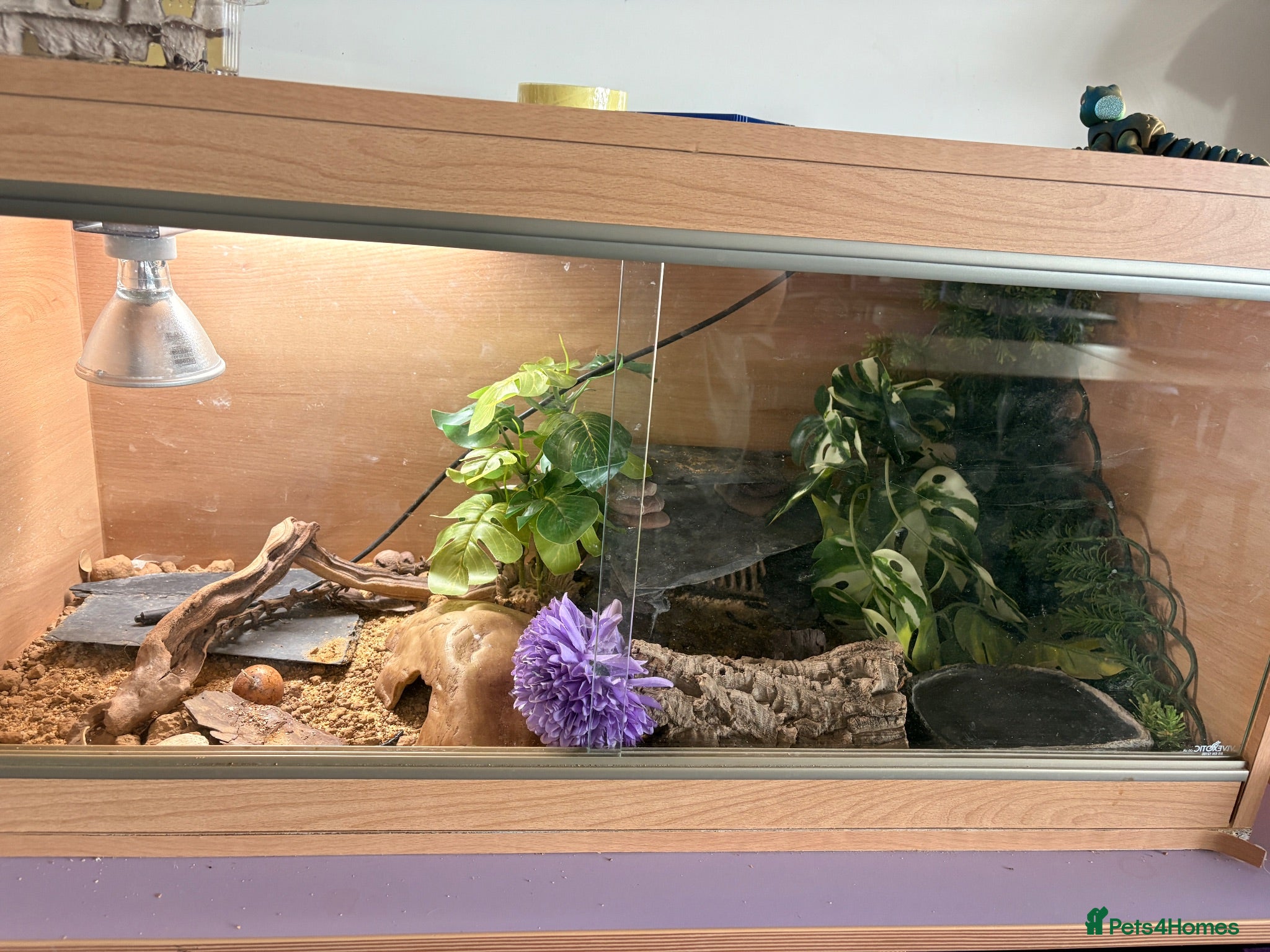 Leopard Gecko reptiles Leopard Gecko - Advert 1
