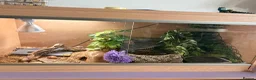 Leopard Gecko reptiles for sale: Leopard Gecko in Rotherham - Advert 1