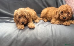 Cavapoo dogs for sale: Cavapoo puppy’s  - Image 4