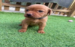 Labrador Retriever dogs for sale: Stunning Fox Red Labrador puppies  - Image 31