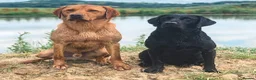 Labrador Retriever dogs for stud: Well proven FOX RED Labrador stud - Advert 3