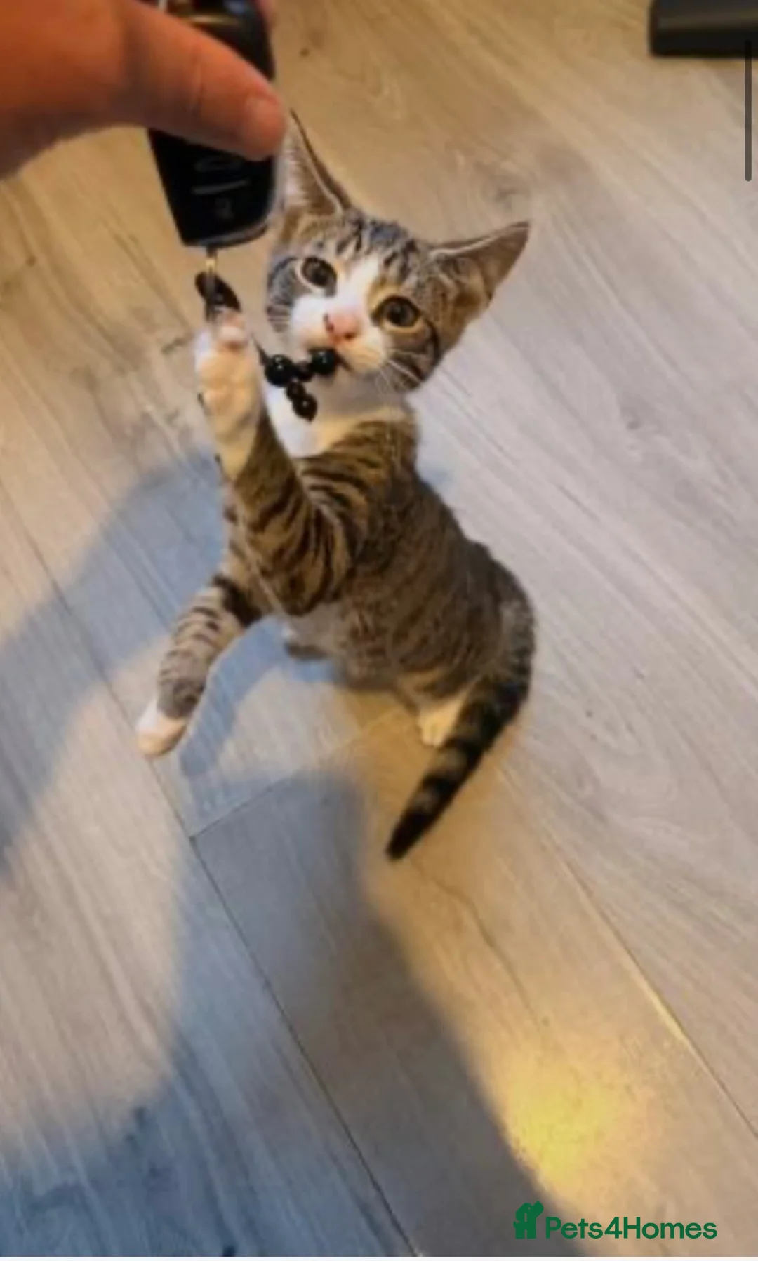 Mixed Breed cats for sale: Ready to leave now - Advert 1