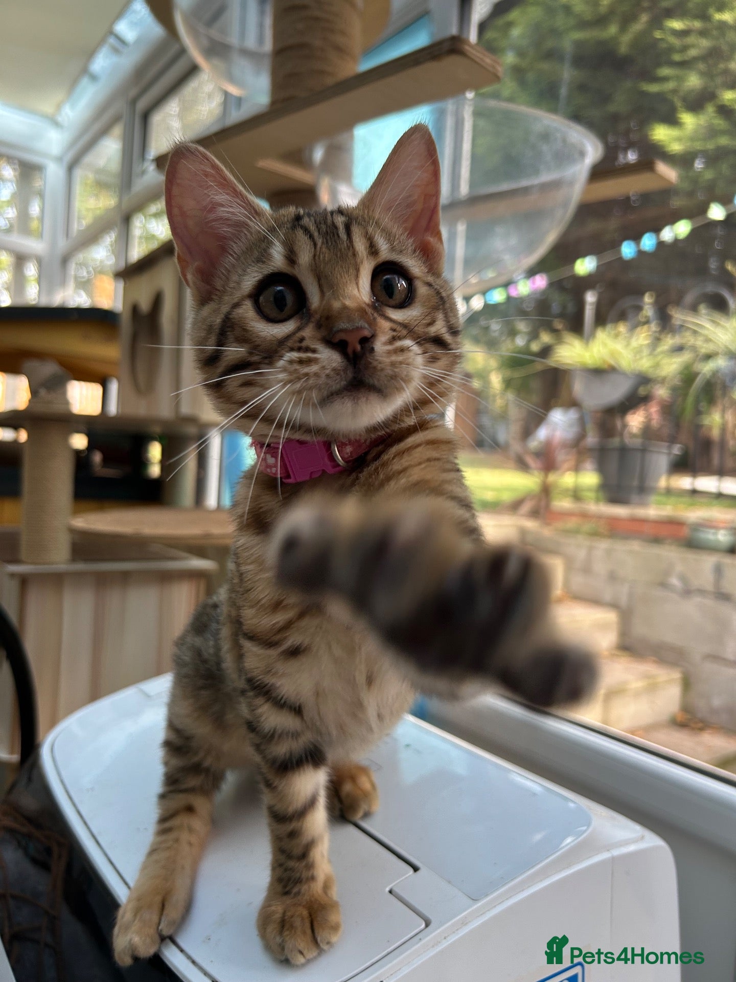 Bengal cats Pure Bengal Kittens ❤️ready for their new home 🏡  - Advert 2