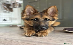 Mixed Breed dogs for sale: Gerberian Shepsky boy for sale - Image 7