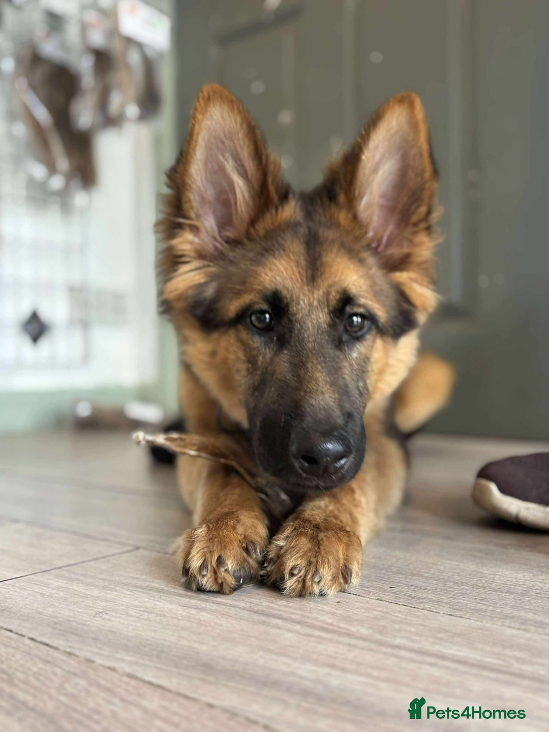 Mixed Breed dogs for sale: Gerberian Shepsky boy for sale - Image 7