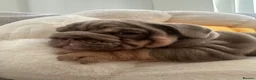 English Bulldog dogs for sale: Premium KC Registered English Bulldog Puppies   - Advert 16