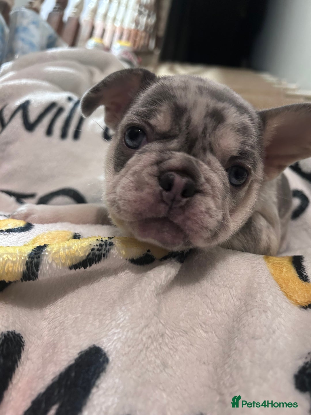French Bulldog dogs for sale: French Bull Dog Puppies Bitches - Advert 11