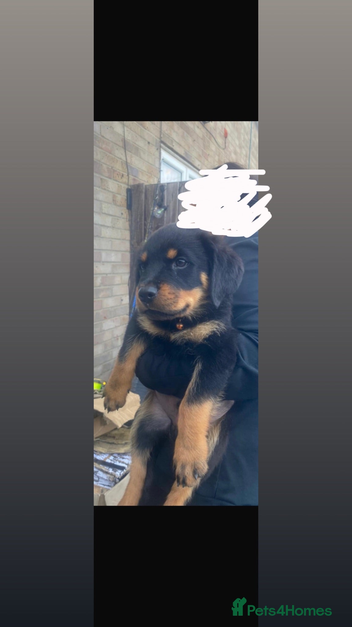 Rottweiler dogs 2 beautiful Rottweiler puppies left available  - Advert 5