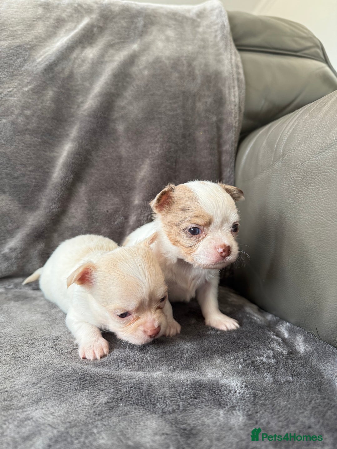 Chihuahua dogs for sale: Long hair chihuahua puppies  - Image 16
