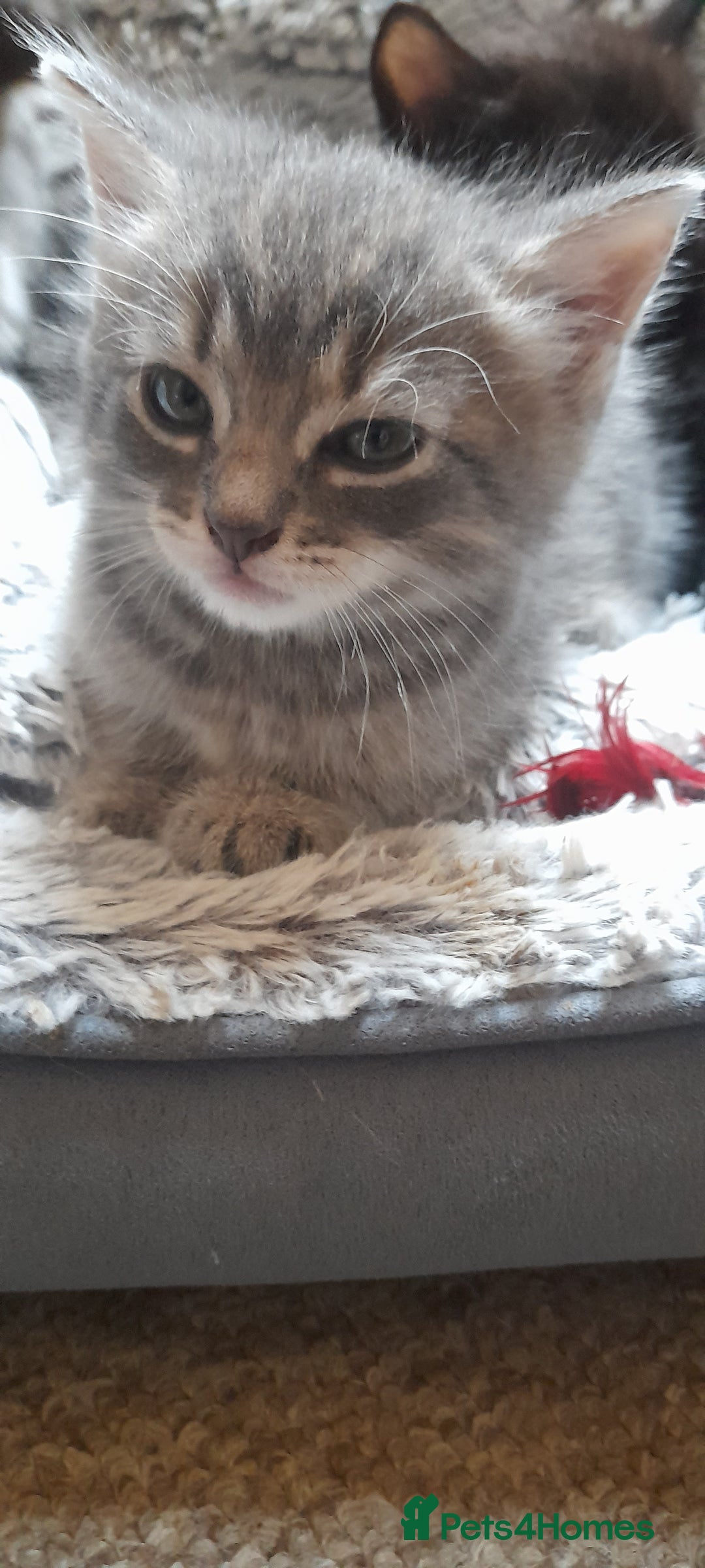 Mixed Breed cats for sale: Kittens  - Image 7