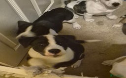 Mixed Breed dogs for sale: 🐶 Staffy x Japanese Akita Puppies 🐶 in Weston-super-Mare - Image 9