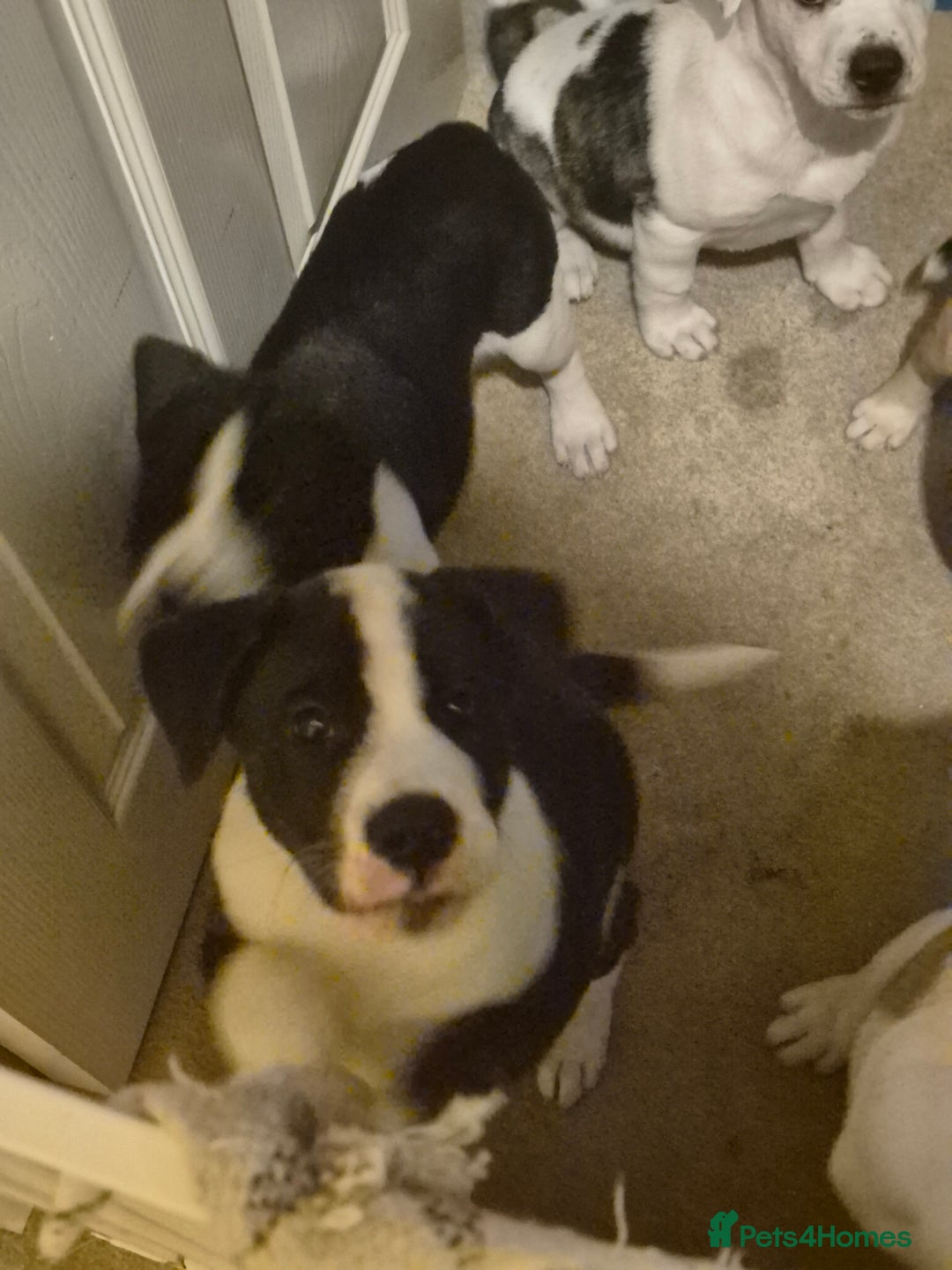 Mixed Breed dogs for sale: 🐶 Staffy x Japanese Akita Puppies 🐶 in Weston-super-Mare - Image 9
