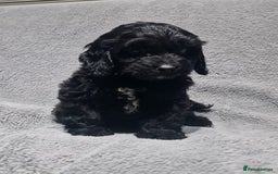 Cockapoo dogs for sale: Gorgeous Cockapoo puppies - Image 4