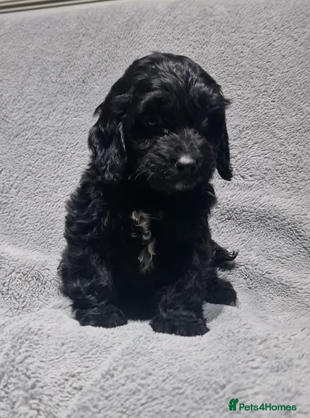 Cockapoo dogs for sale: Gorgeous Cockapoo puppies - Image 4