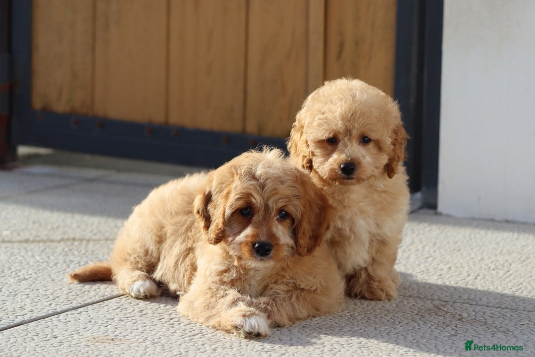 Cavapoo dogs for sale: F1 Cavapoo puppies for sale FULLY VACCINATED - Advert 5