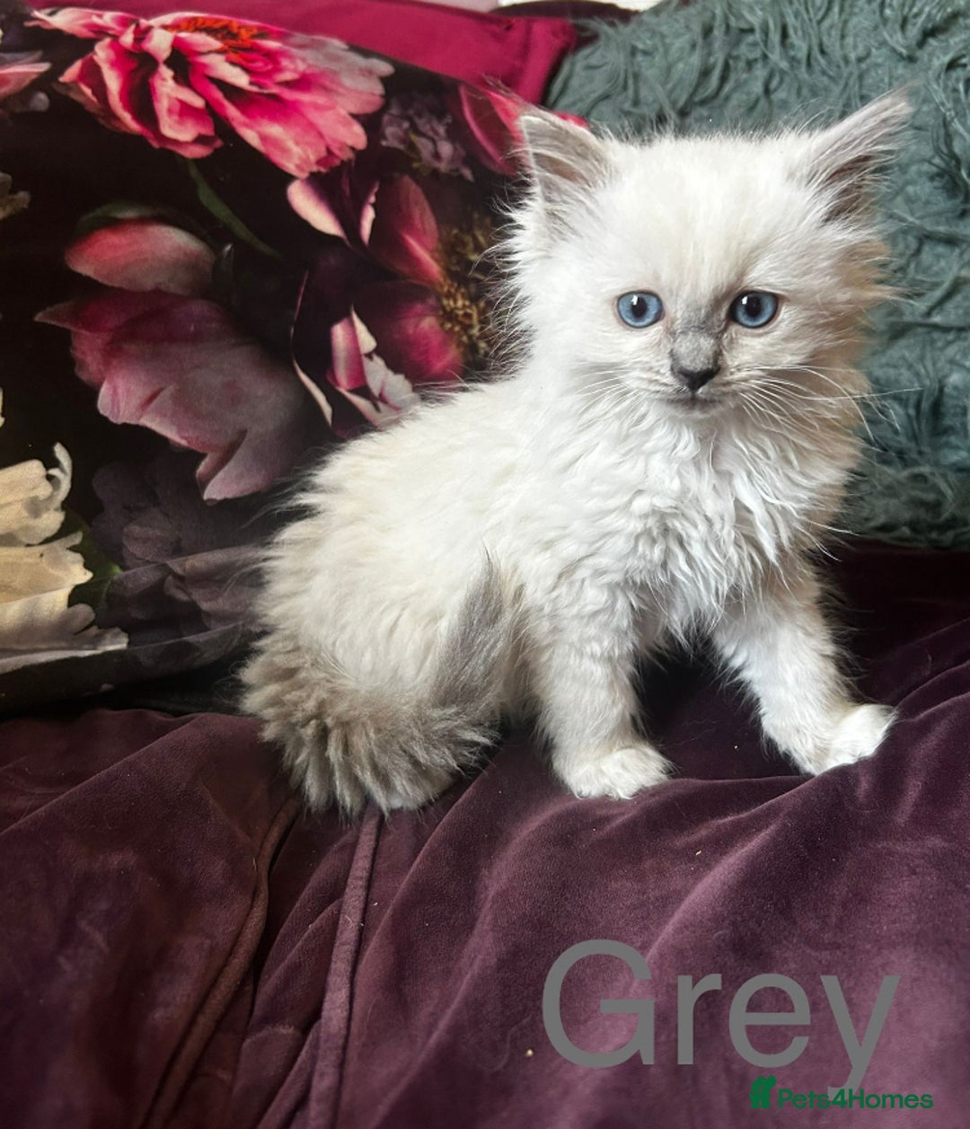 Ragdoll cats for sale: Beautiful Pedigree Ragdoll kittens  - Image 6