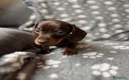 Miniature Dachshund dogs for sale: Miniature Dachshund Puppies  - Image 10