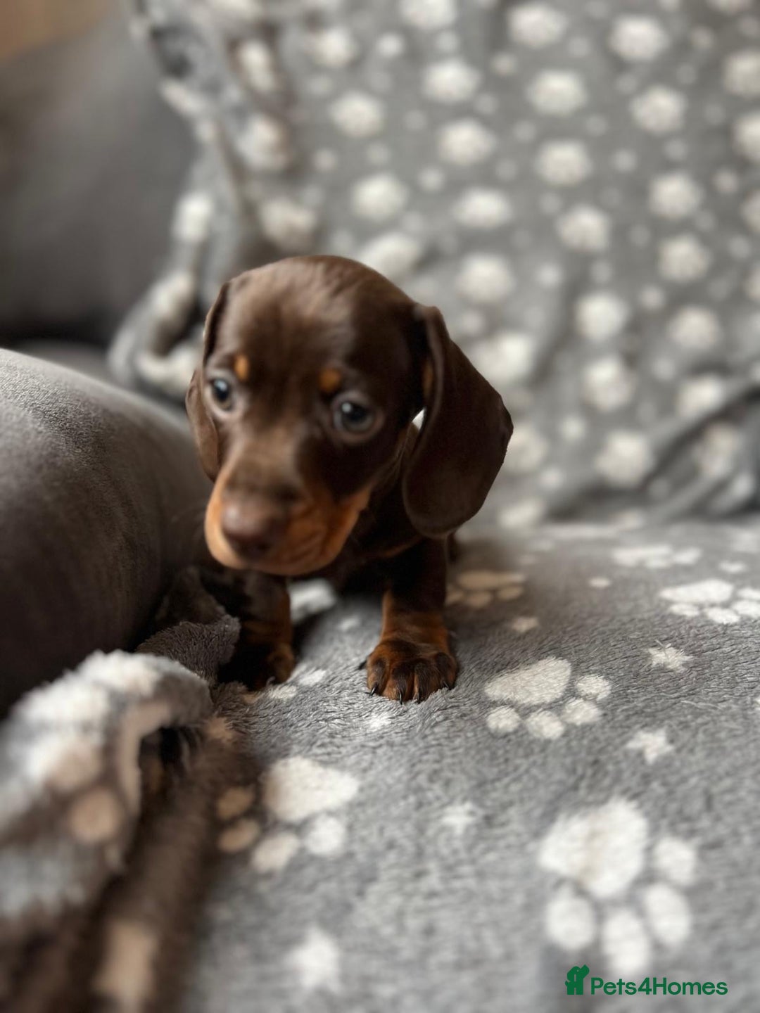 Miniature Dachshund dogs for sale: Miniature Dachshund Puppies  - Image 10