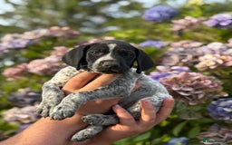 German Shorthaired Pointer dogs for sale: German Shorthaired Pointer Puppies - Image 25