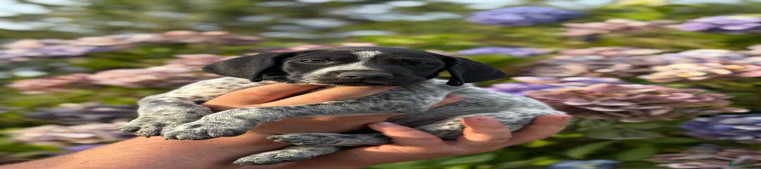 German Shorthaired Pointer Puppy 5
