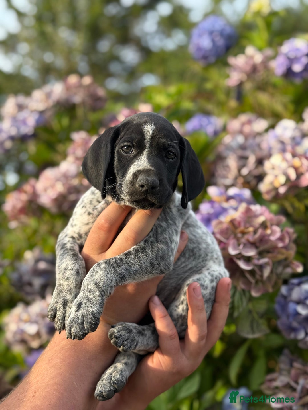 German Shorthaired Pointer dogs for sale: German Shorthaired Pointer Puppies - Image 25
