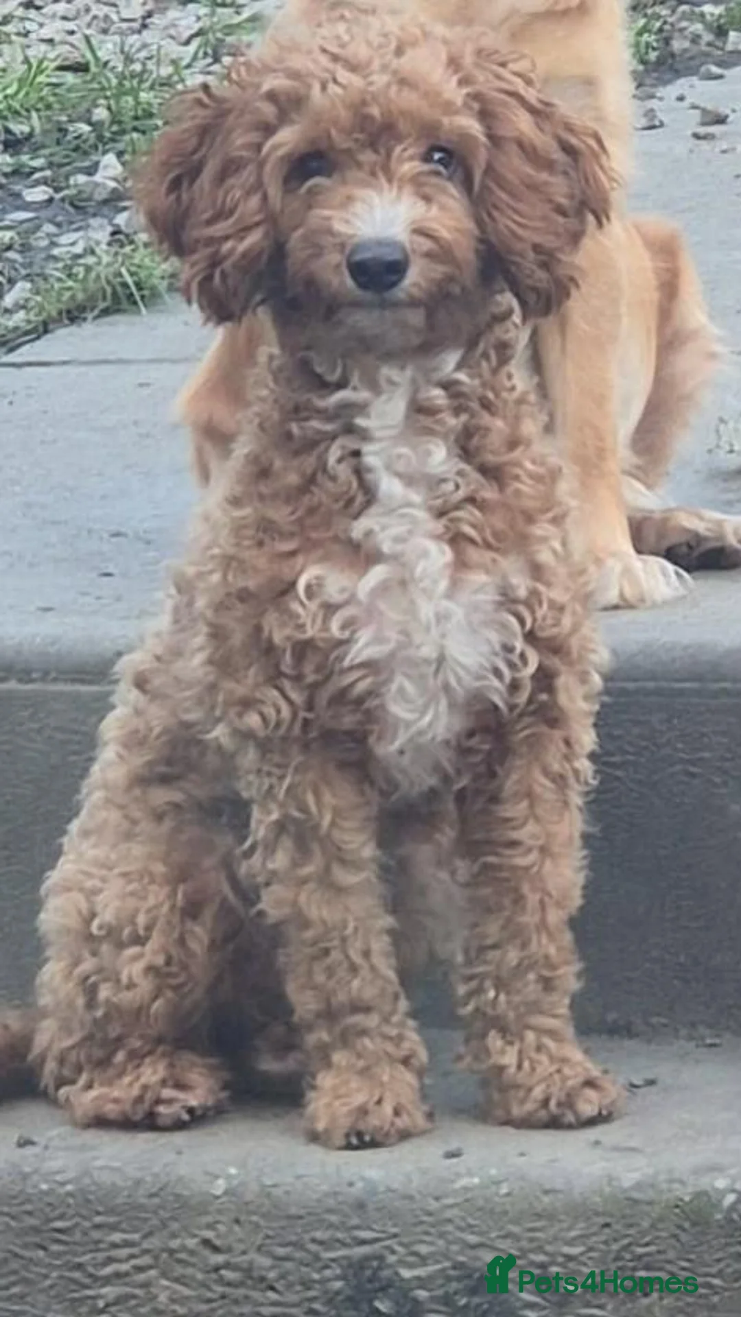 Cockapoo dogs for sale: X3 F1b cockapoo  - Advert 20