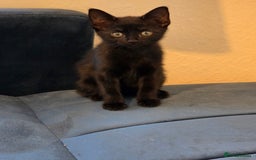 Mixed Breed cats for sale: Kittens for sale - Image 7