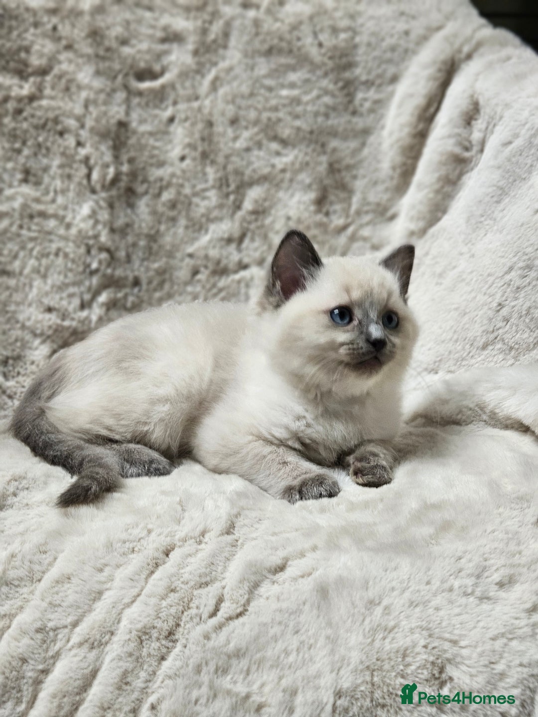 Ragdoll cats for sale: PURE RAGDOLL KITTENS 💜💙💚🤎 - Image 21