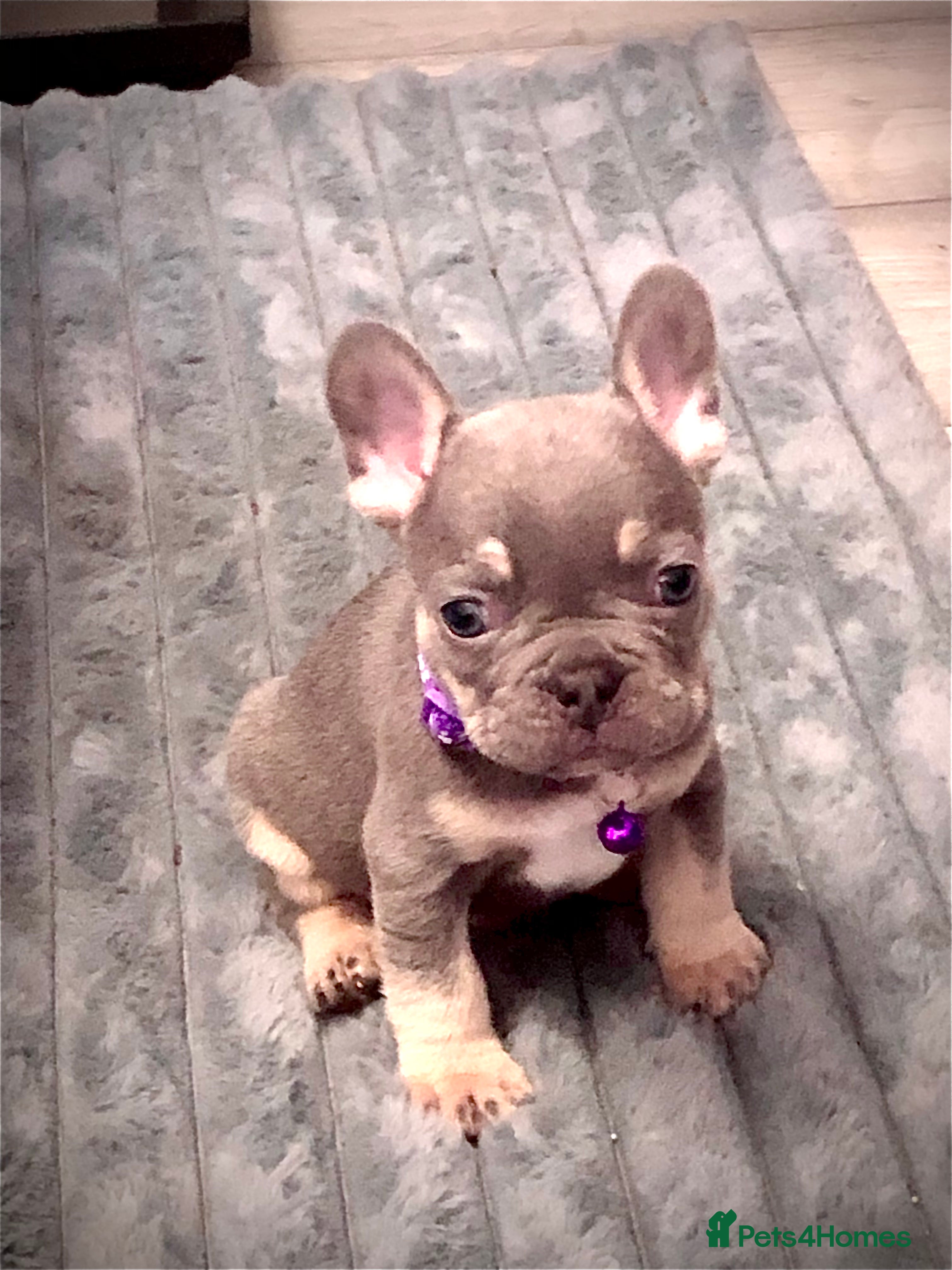 French Bulldog dogs Blue & tan French bulldogs  - Advert 1