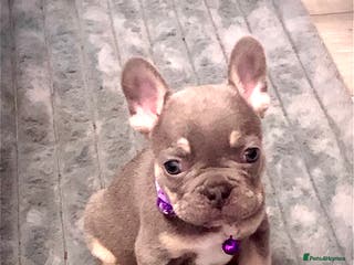 French Bulldog dogs Blue & tan French bulldogs - Advert 1