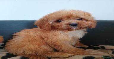 Cavapoo dogs - Advert 9