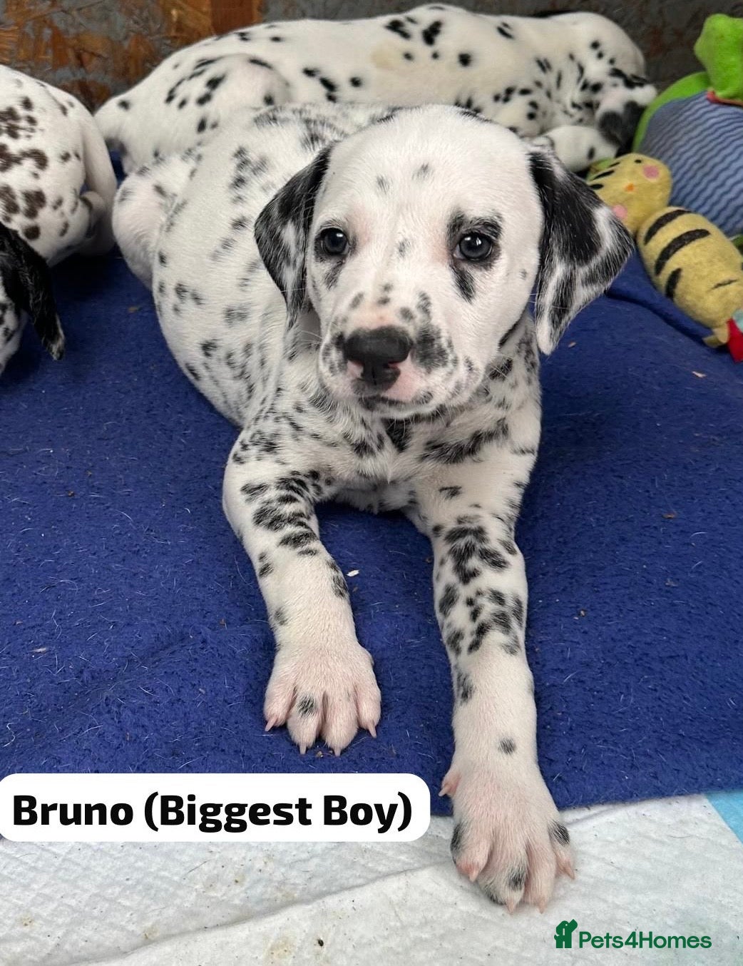 Dalmatian dogs KC Reg Dalmatian Puppies Black & Liver - Advert 5