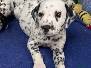 Dalmatian dogs KC Reg Dalmatian Puppies Black & Liver - Advert 5