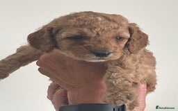 Cockapoo dogs for sale: F1b Cockapoos - Image 12