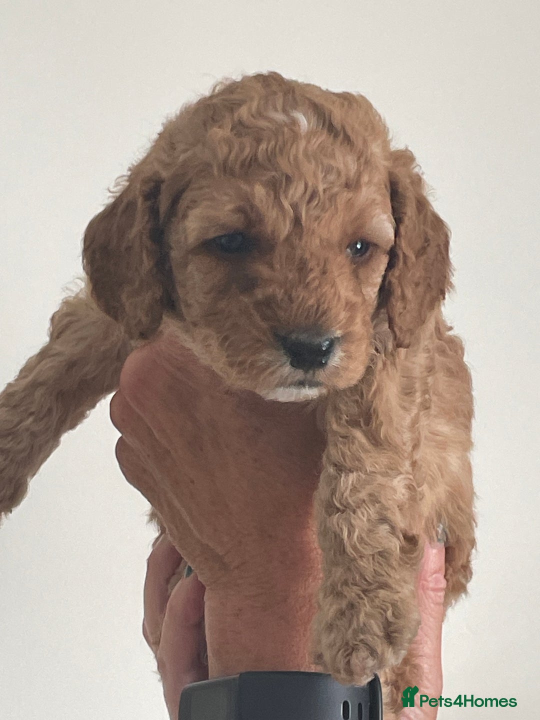 Cockapoo dogs for sale: F1b Cockapoos - Image 12