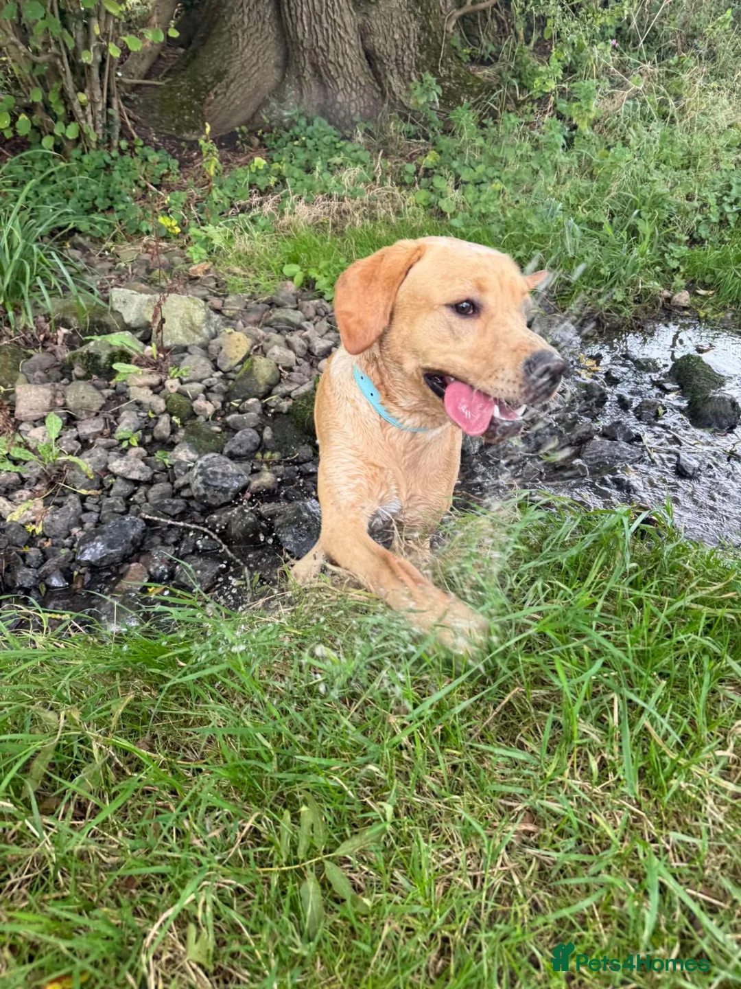 Labrador Retriever dogs for sale: 9 month old Lab looking for his forever home 🐾 - Advert 10