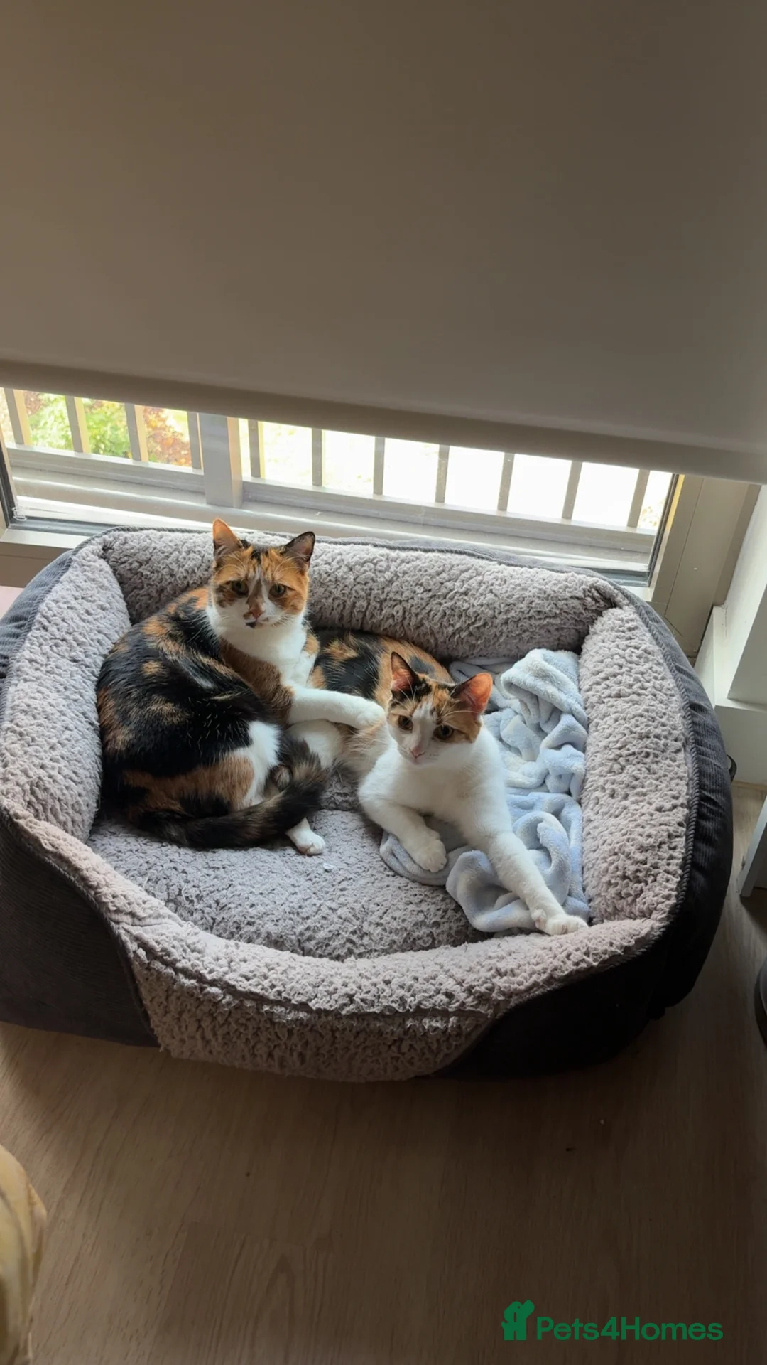 Mixed Breed cats for sale: Mochi Kimchi & Miso - Advert 29