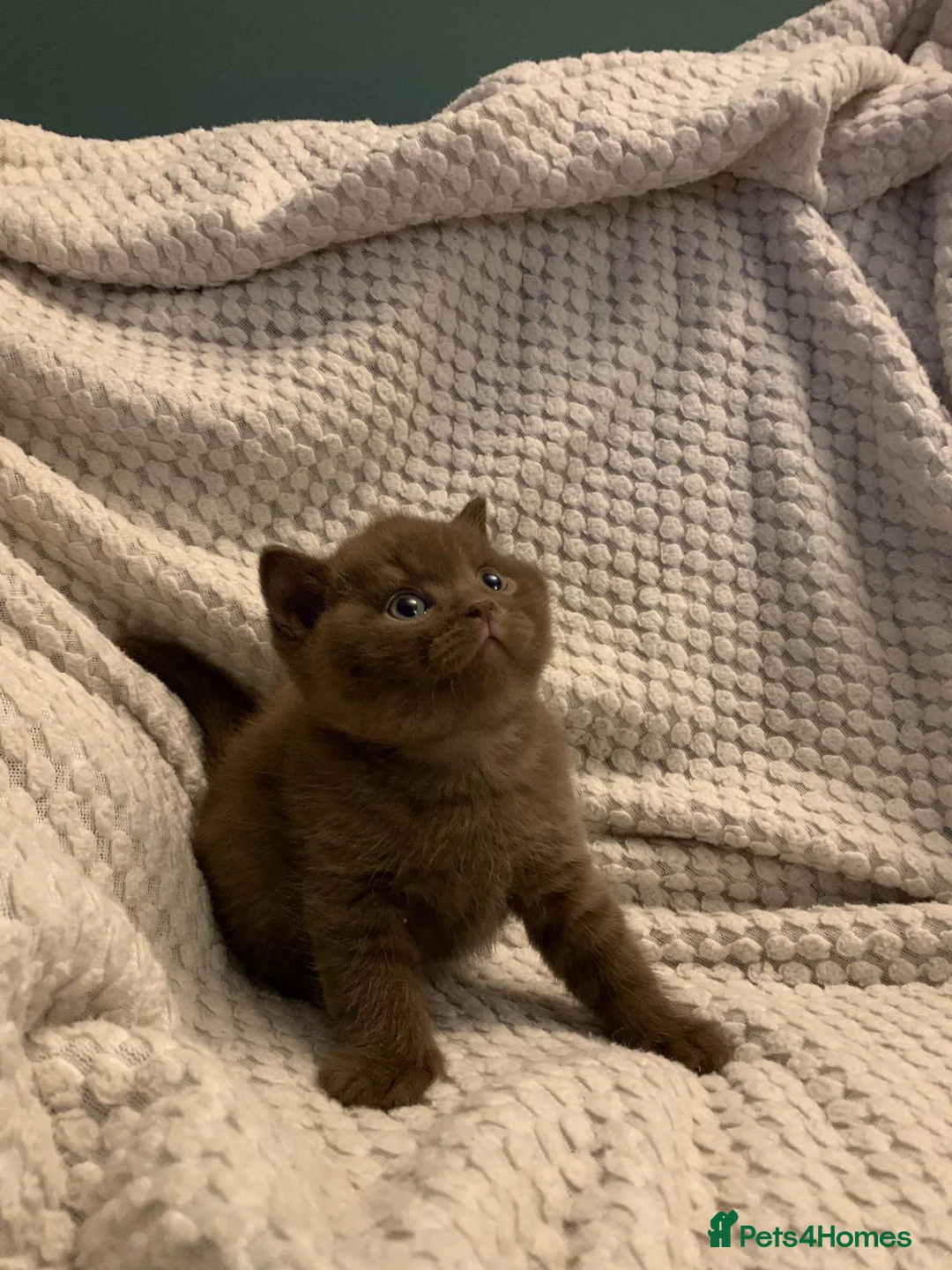 British Shorthair cats for sale: GCCF choclate British shorthair kittens READY NOW  - Advert 24